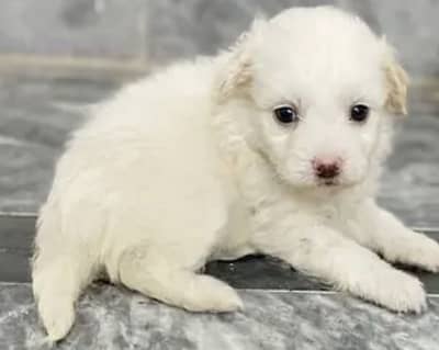 Poodle puppies for sale