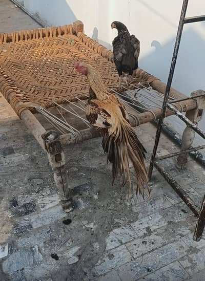 parrot beak Indian long tail breeder available