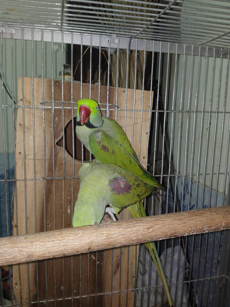 Raw Parrots Pair 0