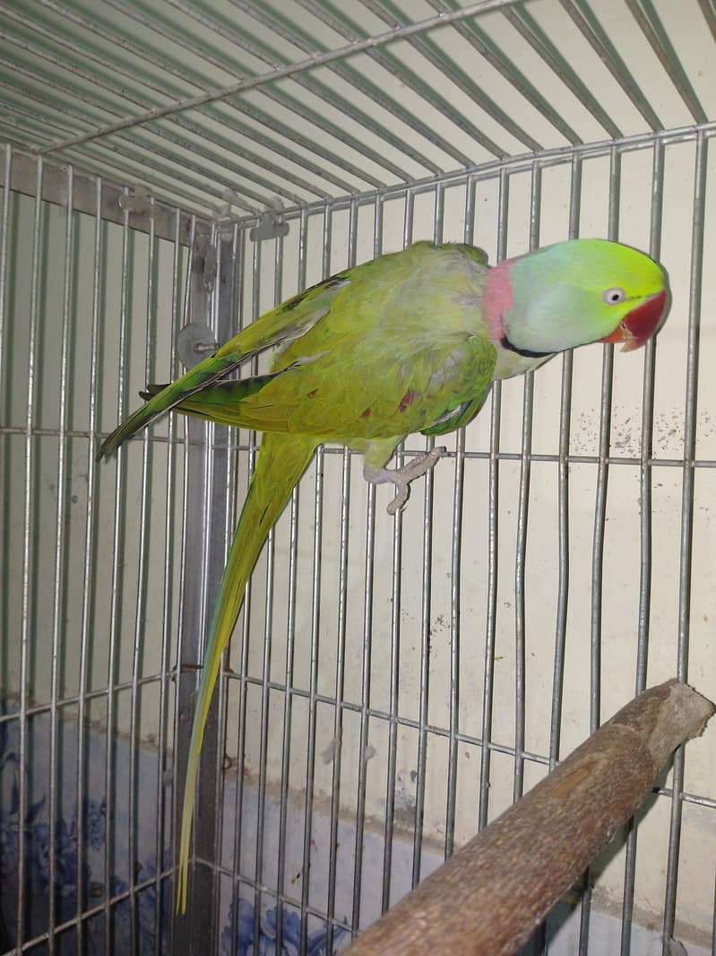 Raw Parrots Pair 1