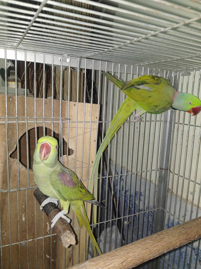 Raw Parrots Pair 2