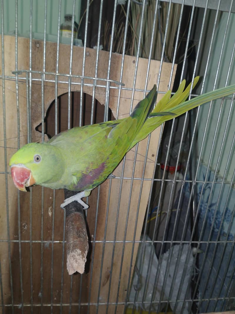 Raw Parrots Pair 3