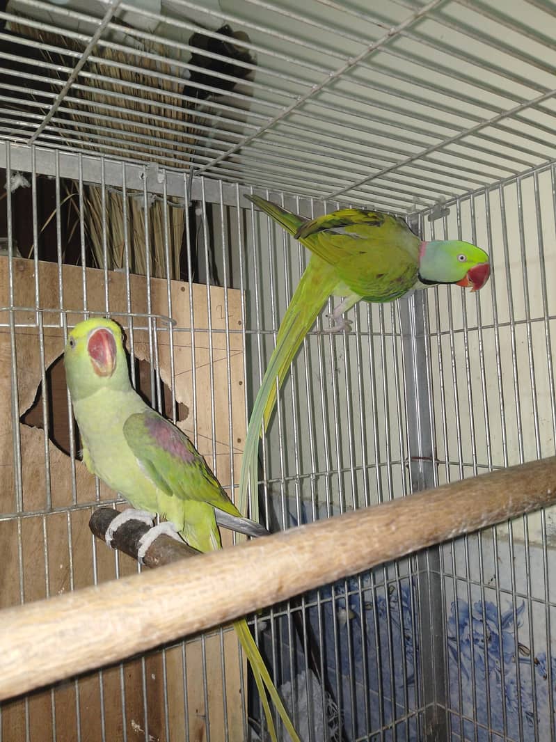 Raw Parrots Pair 4