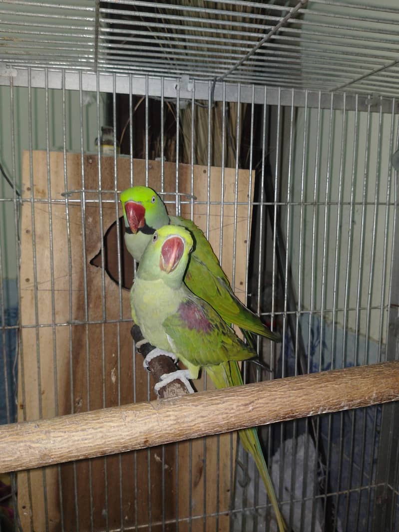 Raw Parrots Pair 5
