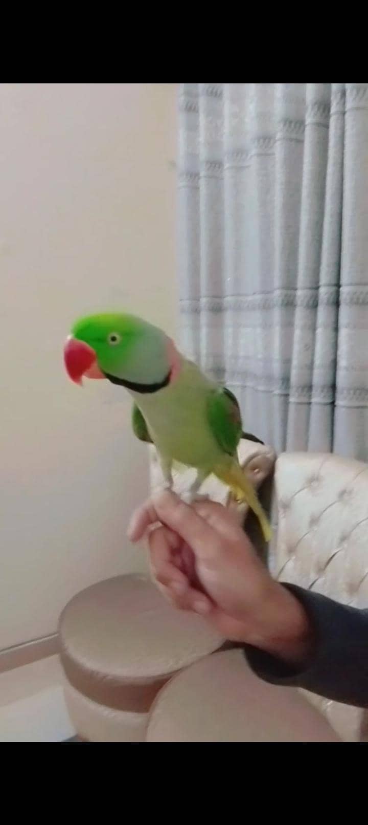 Raw Parrots Pair 6