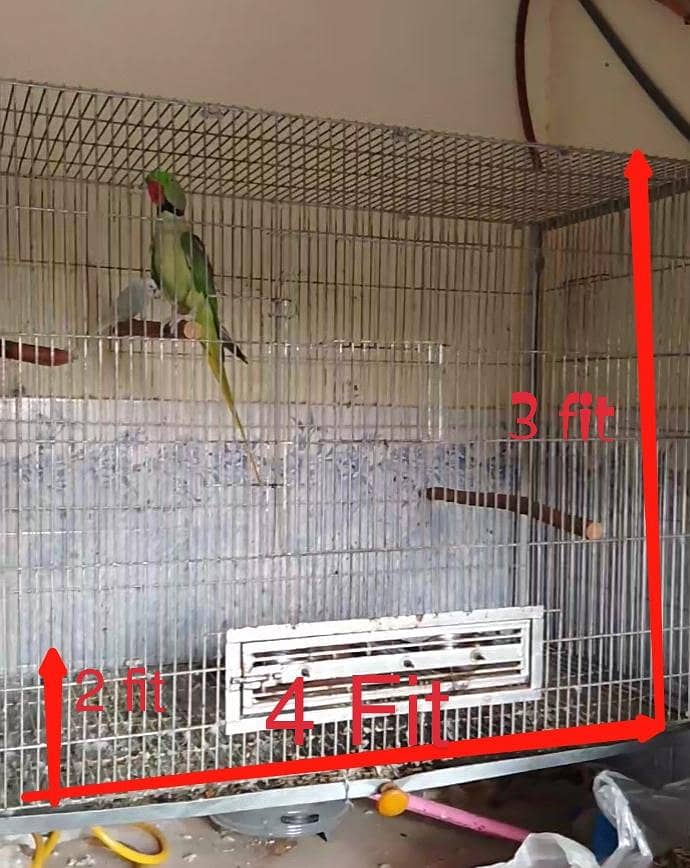 Raw Parrots Pair 7