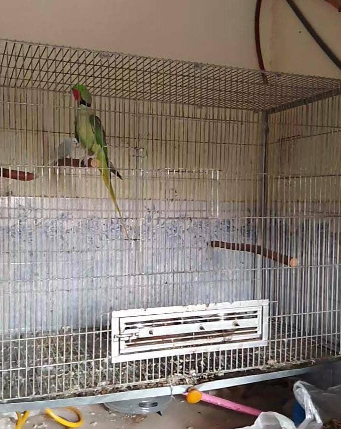Raw Parrots Pair 8