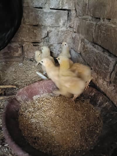 Golden Buff Chicks