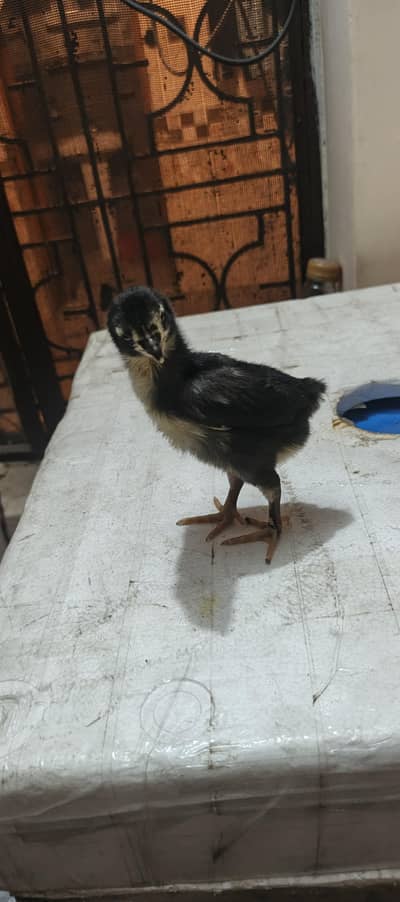 shamitand burmi chicks