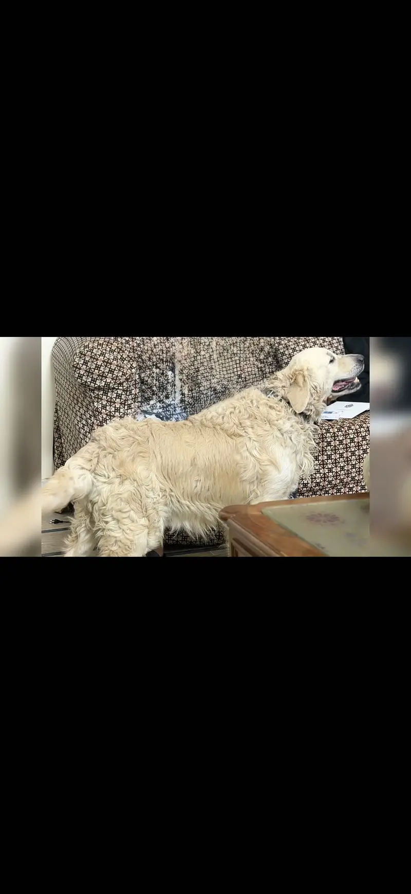 Golden Retriever 1 Puppy left - Thailand Imported pedigree Parents — photo 4