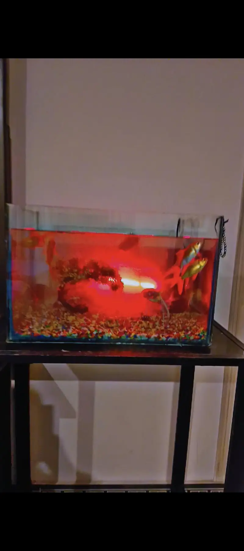 premium aquarium with the  high quality fish and full accessories — photo 2