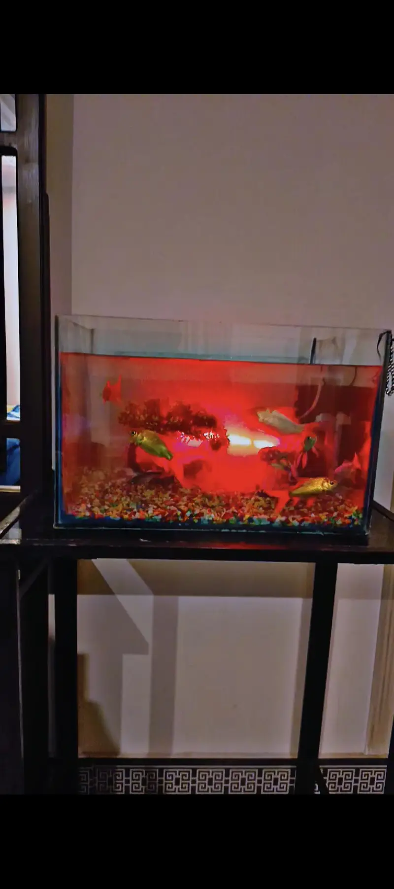 premium aquarium with the  high quality fish and full accessories — photo 3
