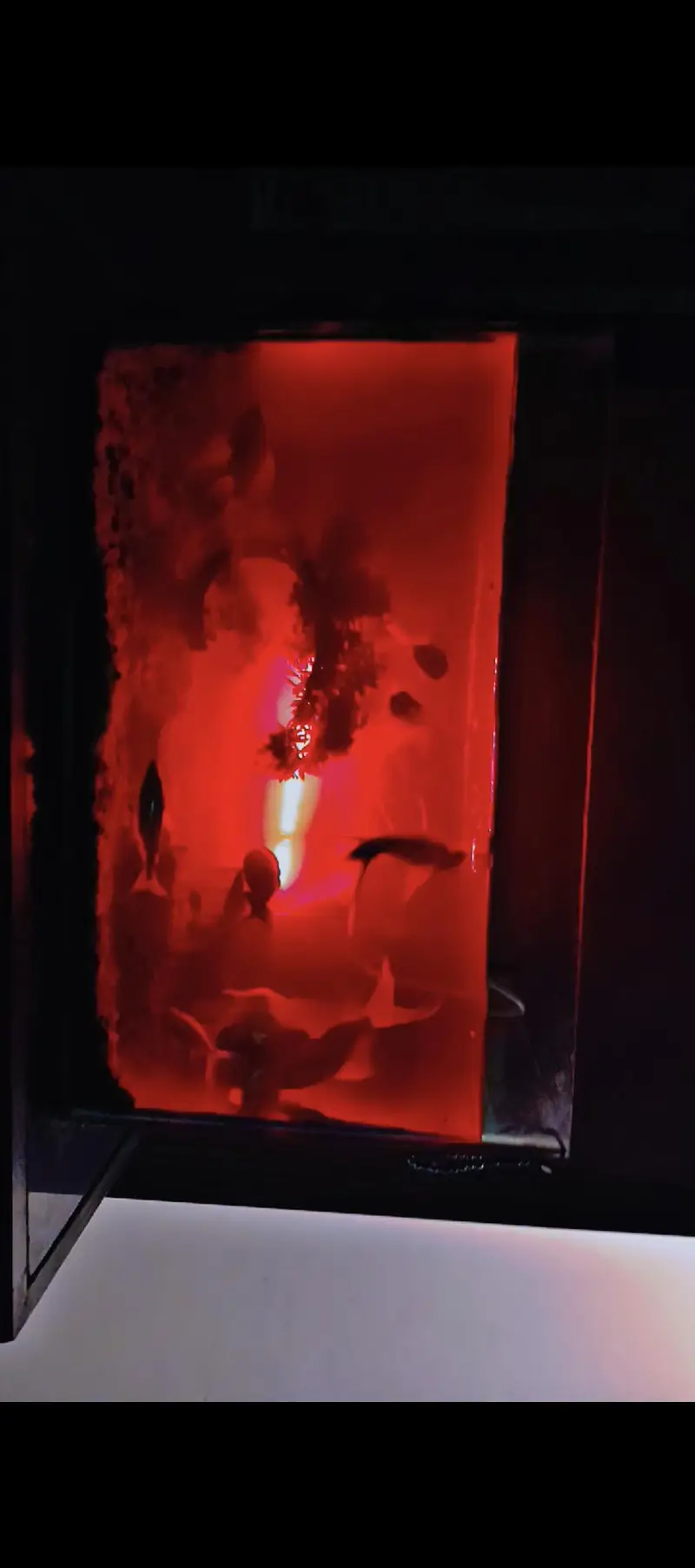 premium aquarium with the  high quality fish and full accessories — photo 5