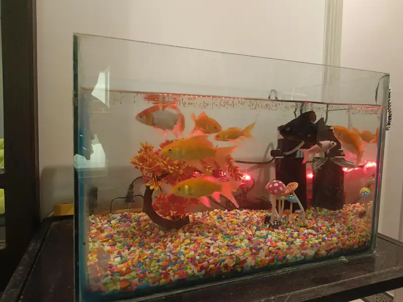 premium aquarium with the  high quality fish and full accessories