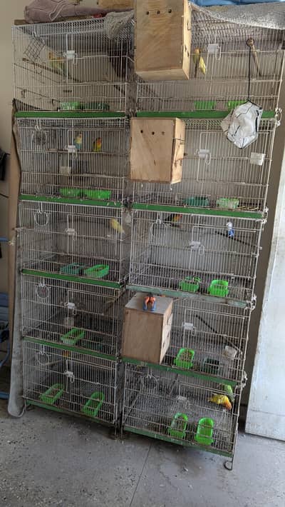 love birds setup for sell 2 cages of 5 portion and 1 cage of 4 portins