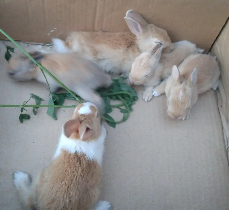Single colour Brown, Red Eye White, Angora-like Red Eye White Rabbits — photo 3