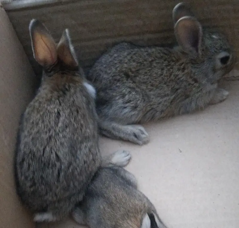 Single colour Brown, Red Eye White, Angora-like Red Eye White Rabbits — photo 5