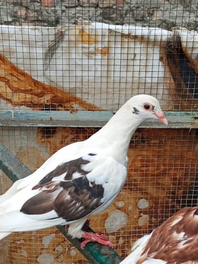 fancy piegon healthy active