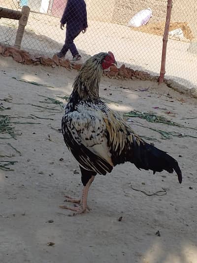 aseel