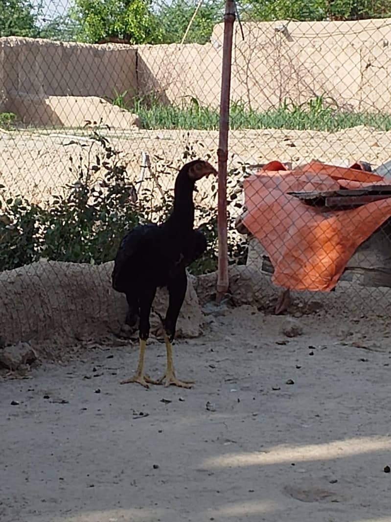 aseel 7