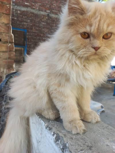 male kitten for sale