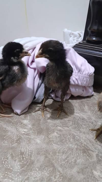 pure panus pakoye trad thai chicks and burmi chicks
