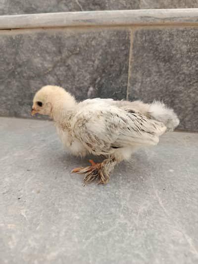 light columbian brahma