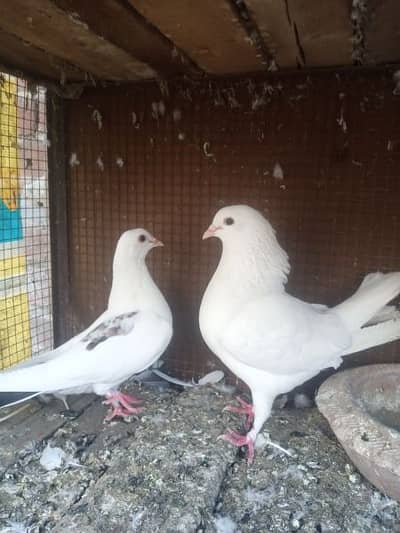 bredar pair