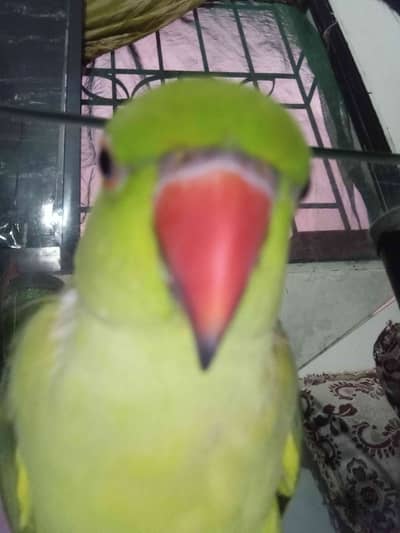 Abdul Muqeet