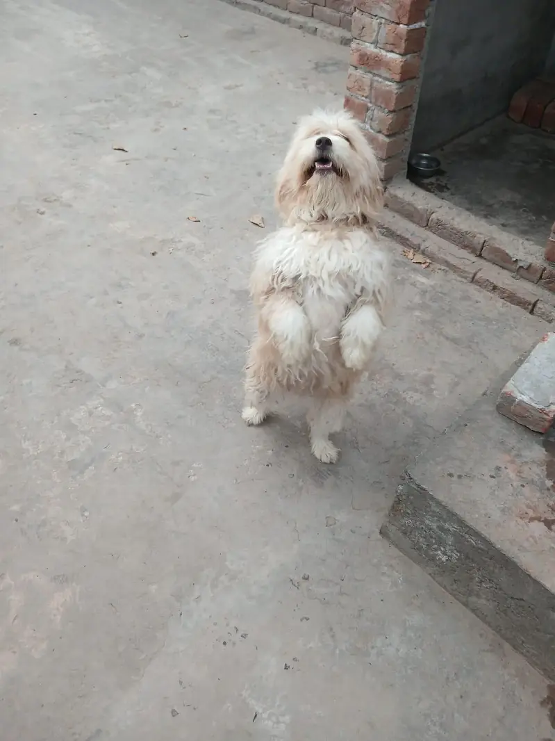 Poodle — photo 2