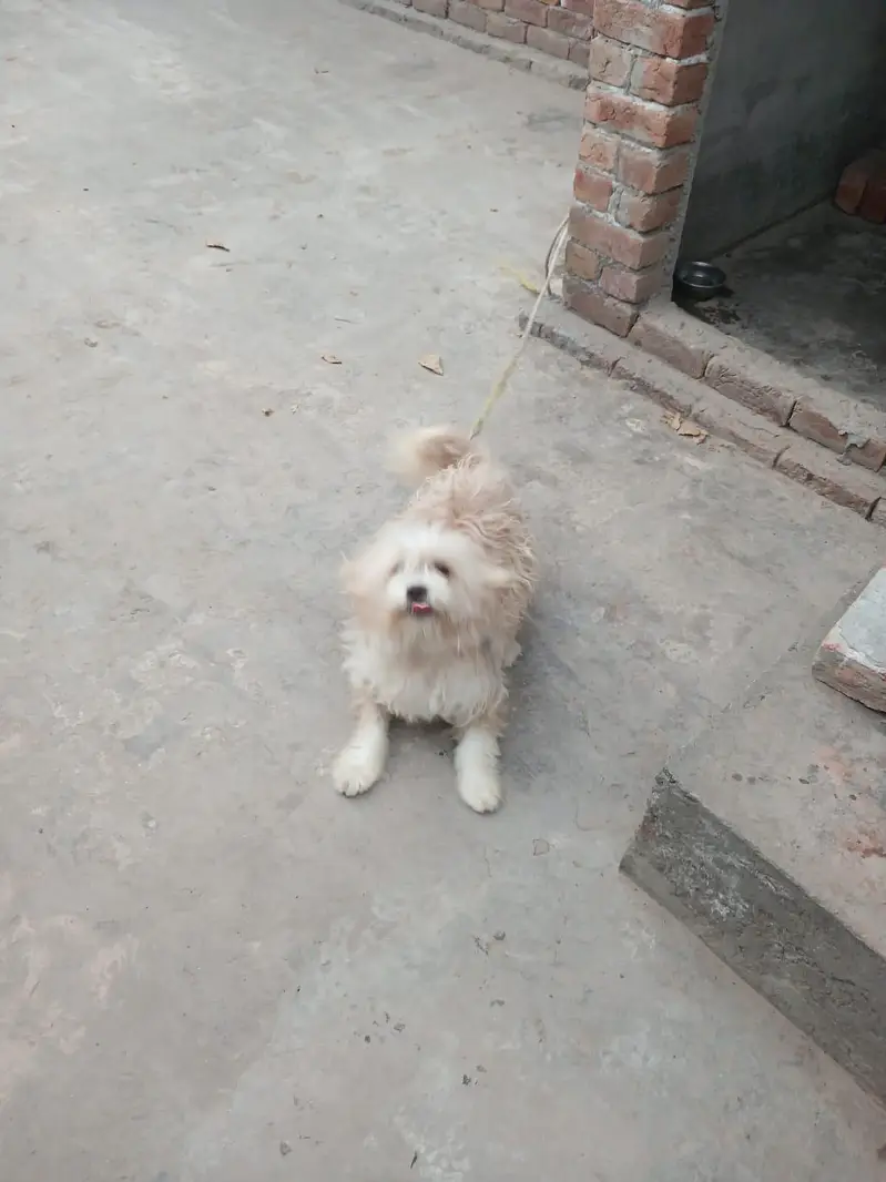 Poodle — photo 3