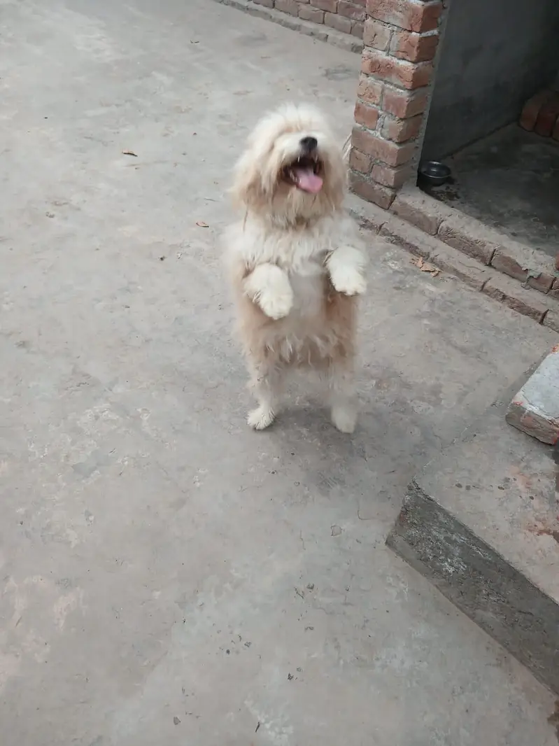 Poodle — photo 4
