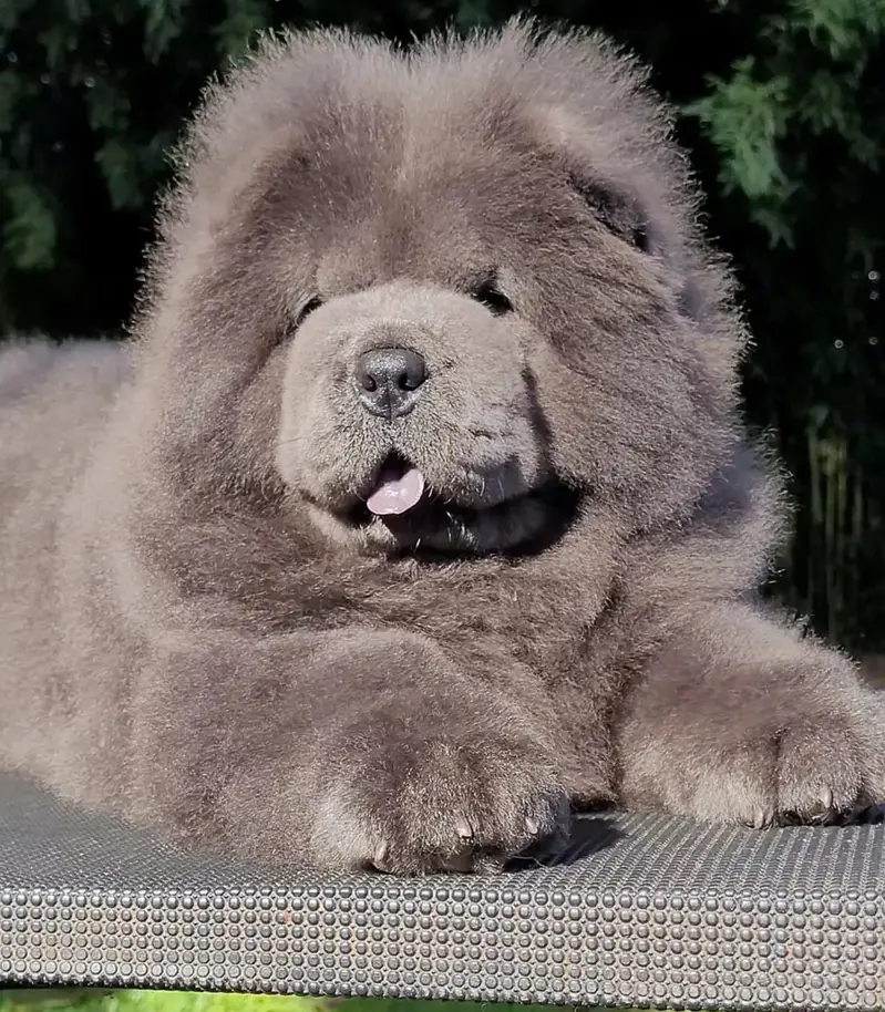 Chow Chow Pedigreed champion bloodline available for import