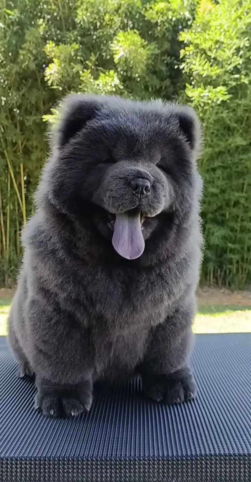 Chow Chow Pedigreed champion bloodline available for import — photo 2