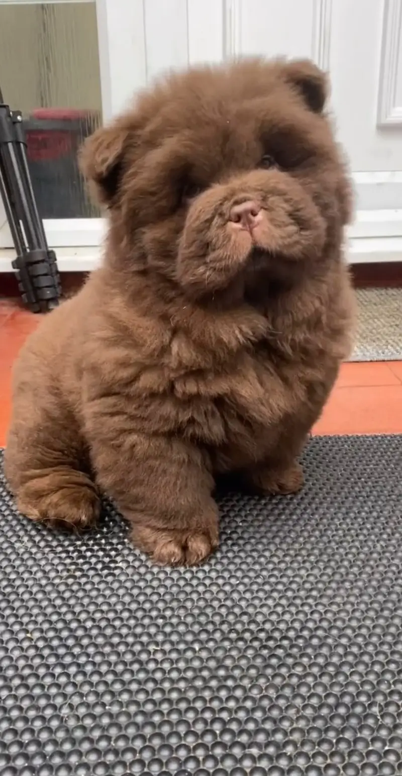 Chow Chow Pedigreed champion bloodline available for import — photo 3
