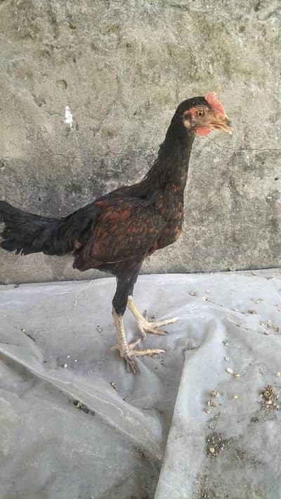 6 month male mix (aseel+desi)