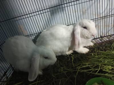 Hollandlop Rabit