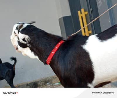 urgent sale totalpuri bakra 0/3/1/7/3/7/0/8/7/0/7