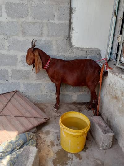 bakri  age 8 dhaat  final 52 hazar 4 month confirm Gabbana hein