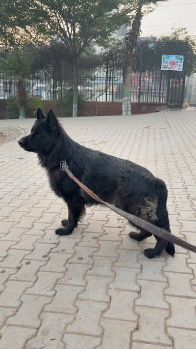 German Shepherd Long Coat Pedigree Male Available for Stud