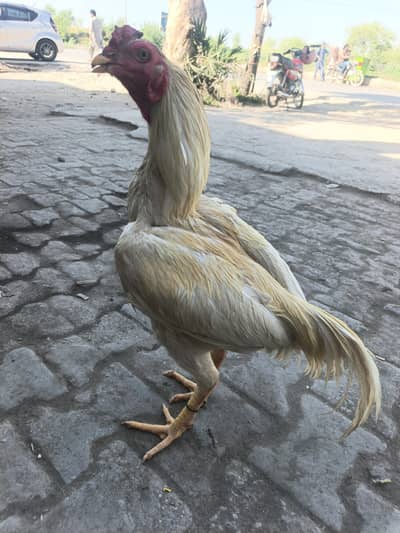 aseel herra for sale