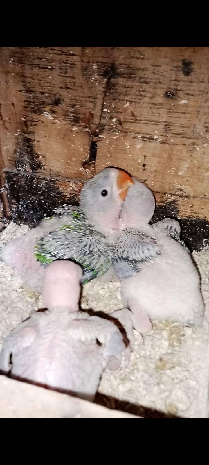 Green Raw Chicks 0