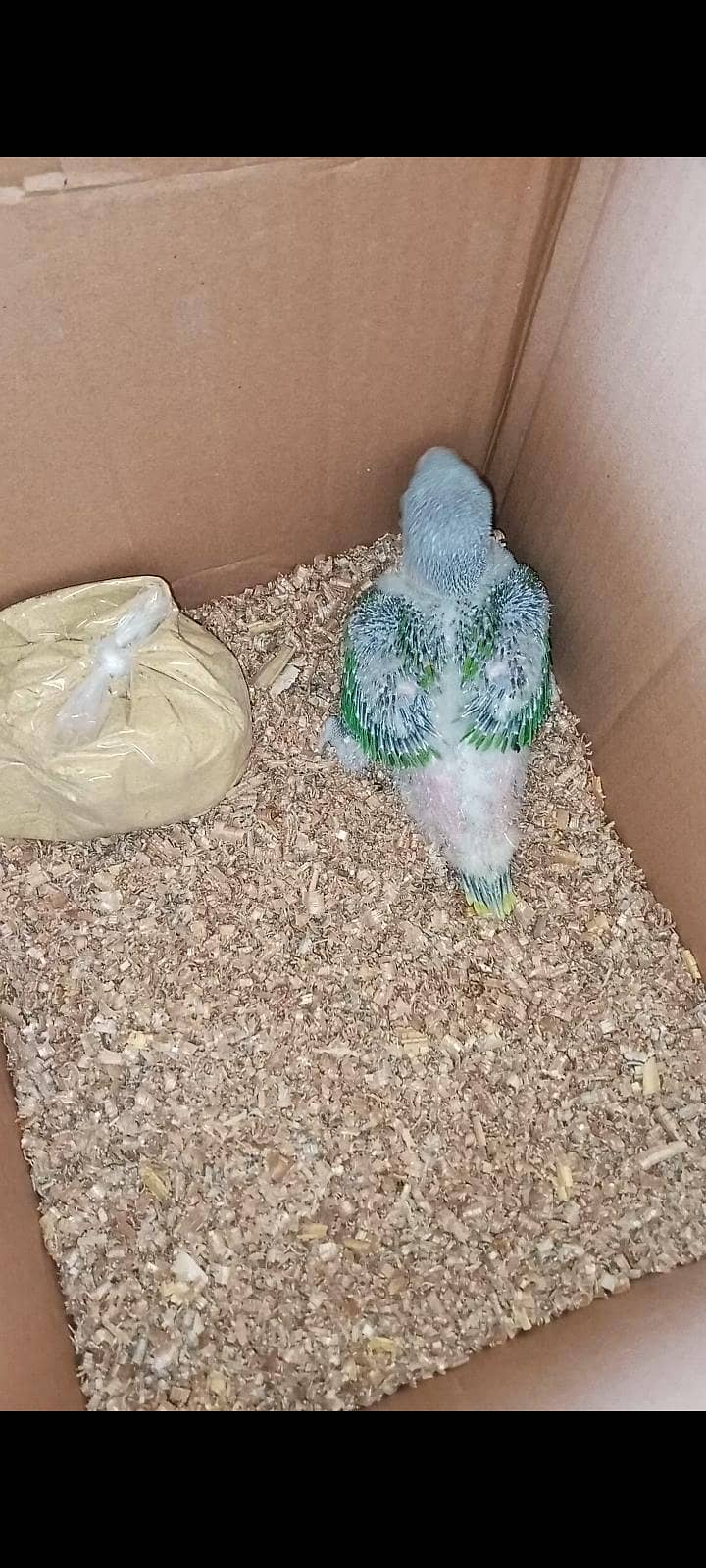 Green Raw Chicks 3