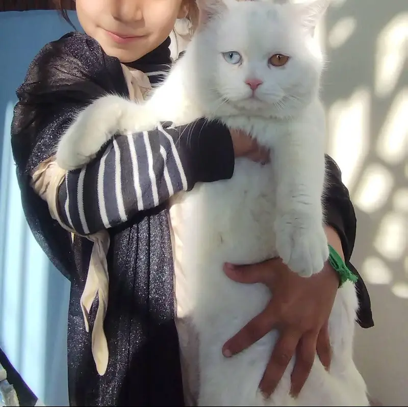 Persian odd eyes male looking for new home