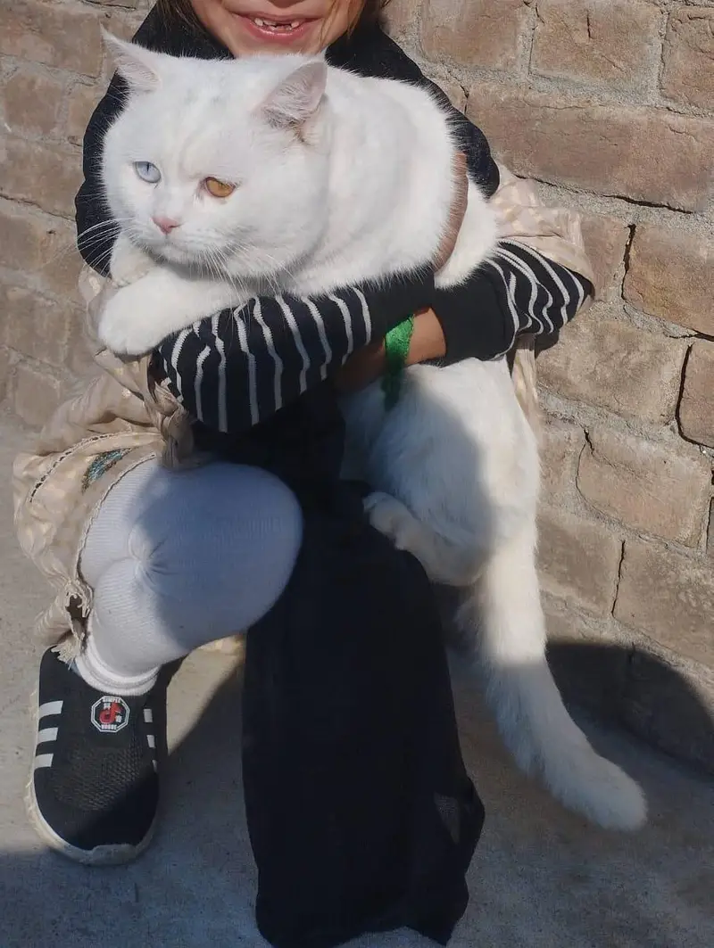 Persian odd eyes male looking for new home — photo 2
