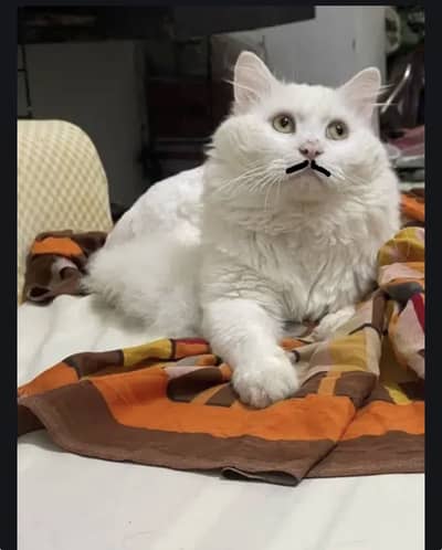 Male cat