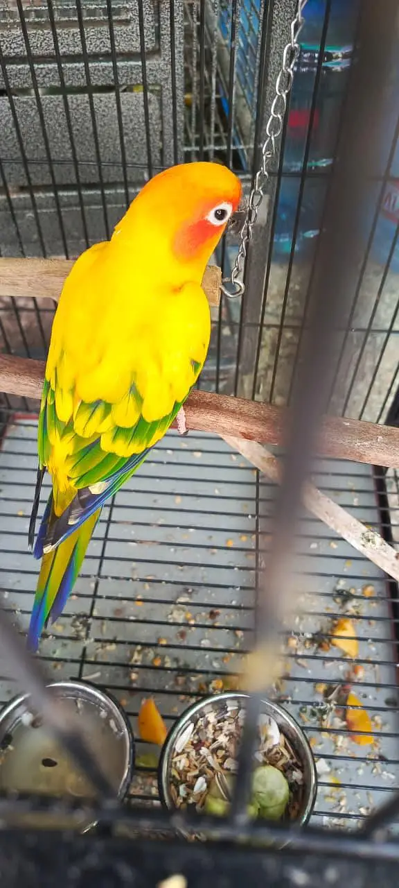 Handtame Sunconure male — photo 3