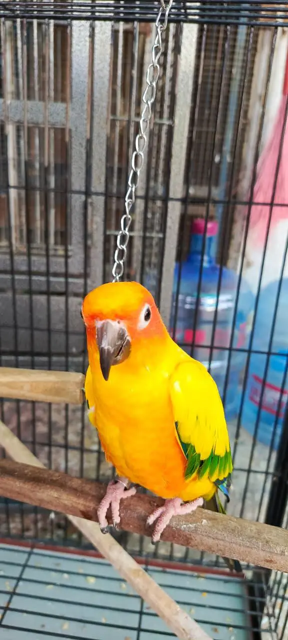 Handtame Sunconure male — photo 4