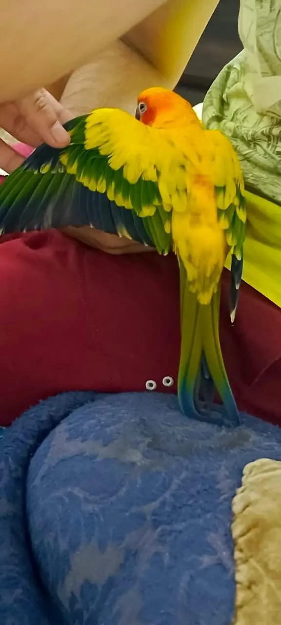 Handtame Sunconure male — photo 6