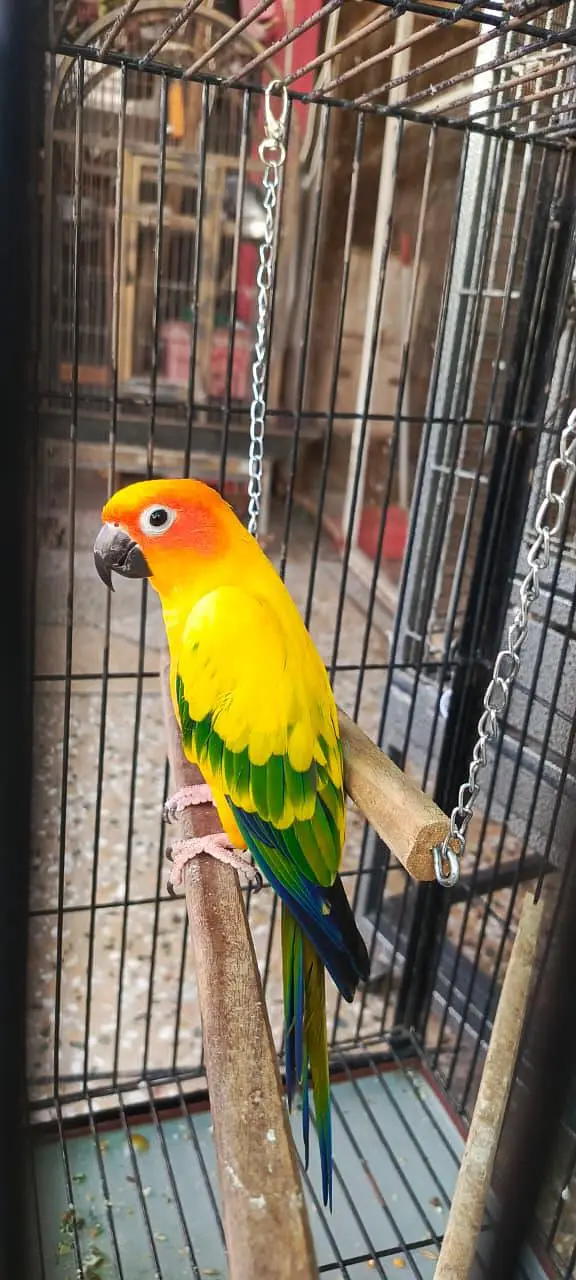Handtame Sunconure male — photo 2